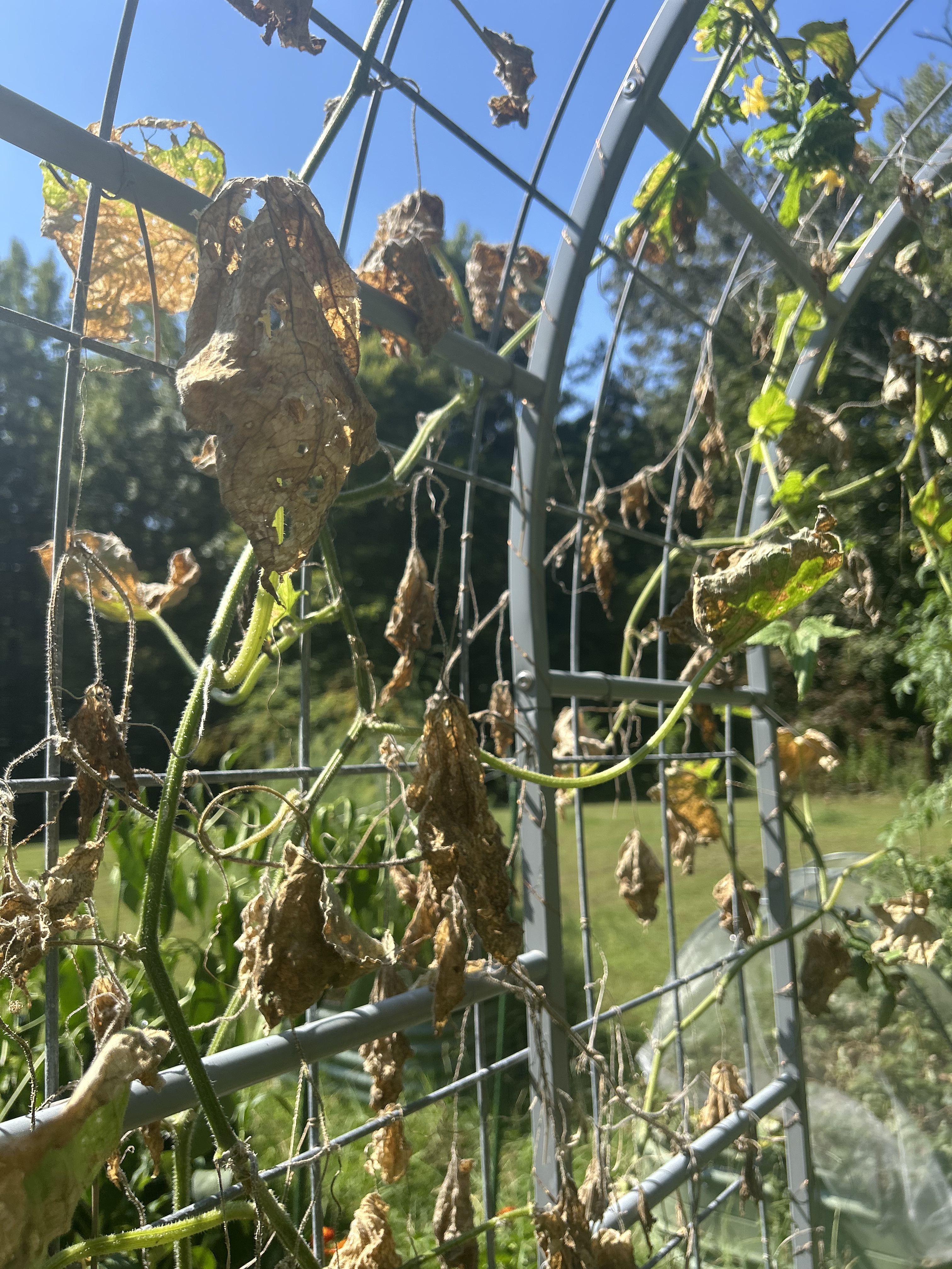 I Planted Fall Peas…Will They Beat the Frost?